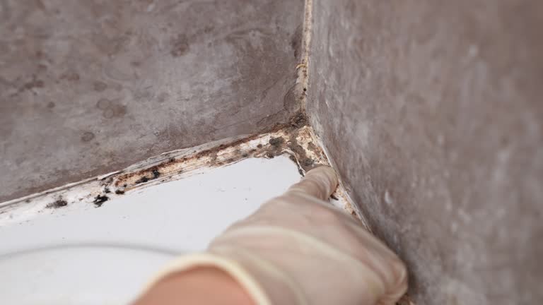 Best Mold Prevention Services  in Highland Acres, DE